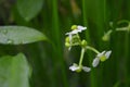 Ã Â¸ÂºBulltongue arrowhead flower, Sagittaria sp. Royalty Free Stock Photo